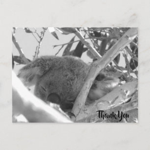 Carte Postale Koala endormi, photo noir & blanc, Australie