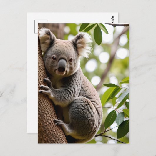 Carte Postale Koala Escalade un arbre (Devant / Derrière)