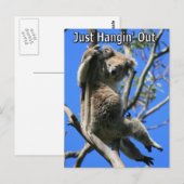 Carte Postale Koala Hanging en Australie (Devant / Derrière)