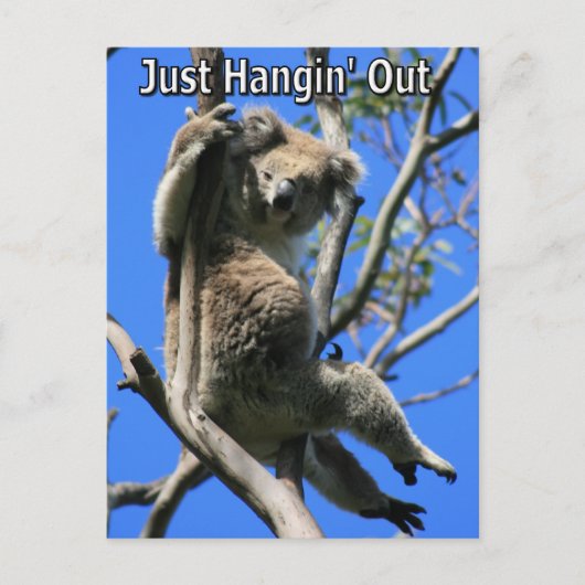 Carte Postale Koala Hanging en Australie (Devant)