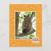 Carte Postale Koala Kitteh (Devant)