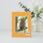 Carte Postale Koala Kitteh (Debout devant)