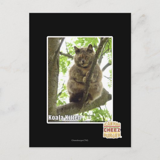 Carte Postale Koala Kitteh (Devant)