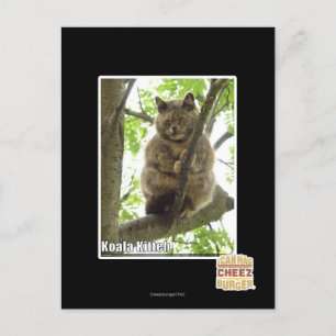 Carte Postale Koala Kitteh