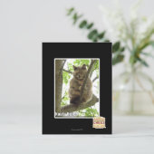 Carte Postale Koala Kitteh (Debout devant)