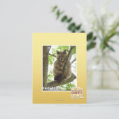 Carte Postale Koala Kitteh (Debout devant)