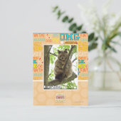 Carte Postale Koala Kitteh (Debout devant)