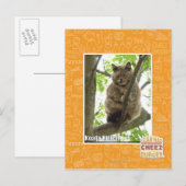 Carte Postale Koala Kitteh (Devant / Derrière)