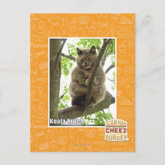Carte Postale Koala Kitteh (Devant)