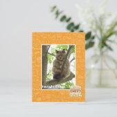Carte Postale Koala Kitteh (Debout devant)