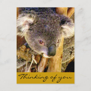 Carte Postale Koala Love_