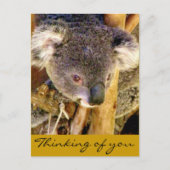 Carte Postale Koala Love_ (Devant)