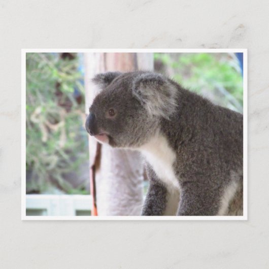 Carte Postale koala mignon (Devant)