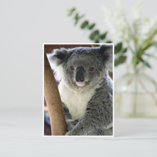 Carte Postale koala mignon (Debout devant)