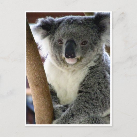 Carte Postale koala mignon (Devant)