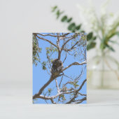 Carte Postale Koala Nap (Debout devant)