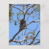Carte Postale Koala Nap (Devant)