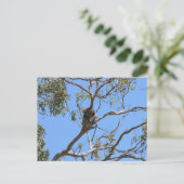 Carte Postale Koala Nap (Debout devant)