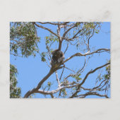 Carte Postale Koala Nap (Devant)