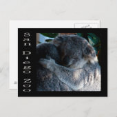 Carte Postale Koala ours (Devant / Derrière)