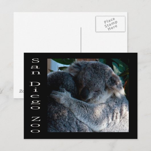 Carte Postale Koala ours (Devant / Derrière)