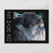 Carte Postale Koala ours (Devant)