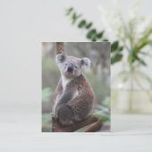 Carte Postale koala ours Aussie outback bush arbre ascension for (Debout devant)