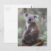 Carte Postale koala ours Aussie outback bush arbre ascension for (Devant / Derrière)