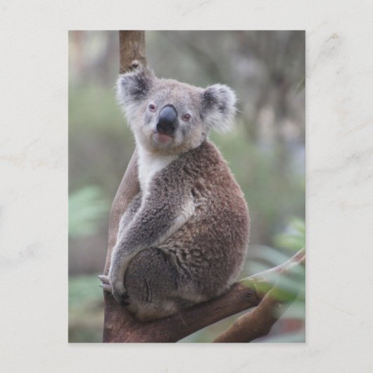 Carte Postale koala ours Aussie outback bush arbre ascension for (Devant)