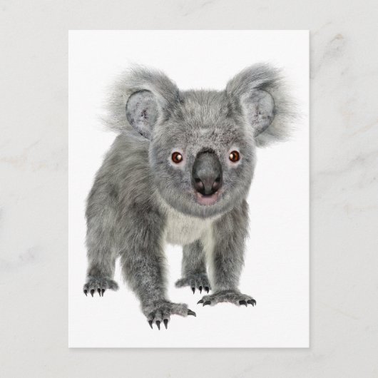 Carte Postale Koala Perspectives (Devant)
