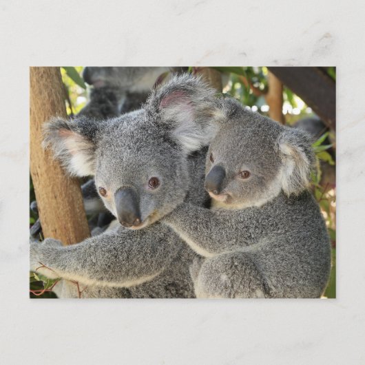 Carte Postale Koala Phascolarctos cinereus Queensland. (Devant)
