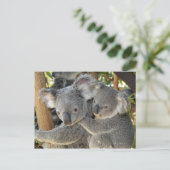 Carte Postale Koala Phascolarctos cinereus Queensland. (Debout devant)
