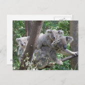 Carte postale Koala QLD Australie (Devant / Derrière)