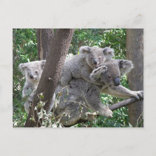Carte postale Koala QLD Australie