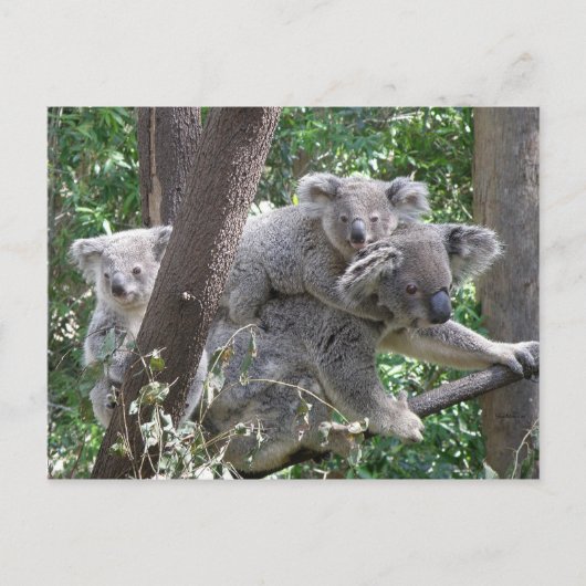 Carte postale Koala QLD Australie (Devant)