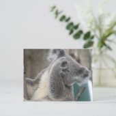 Carte postale Koala QLD Australie (Debout devant)