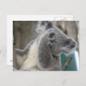 Carte postale Koala QLD Australie (Devant / Derrière)