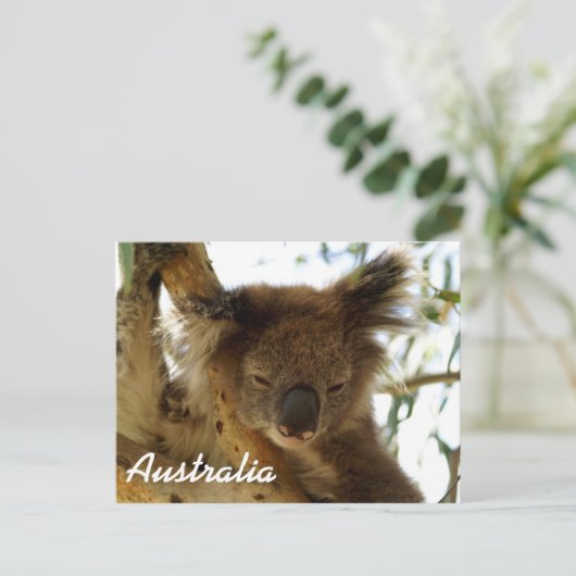 Carte Postale Koala sauvage dormant sur l'eucalyptus, Australie (Debout devant)