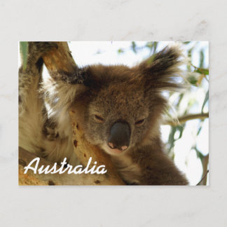 Carte Postale Koala sauvage dormant sur l'eucalyptus, Australie