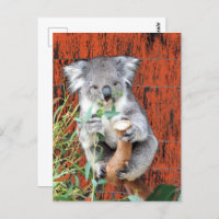 Carte postale Koala Snack Time