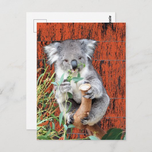 Carte postale Koala Snack Time (Devant / Derrière)