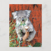 Carte postale Koala Snack Time (Devant)