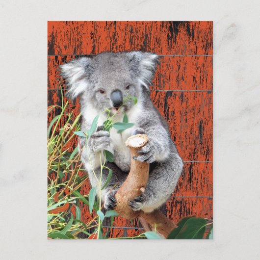 Carte postale Koala Snack Time (Devant)