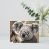 Carte Postale koala un animal unico (Debout devant)