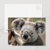 Carte Postale koala un animal unico (Devant / Derrière)