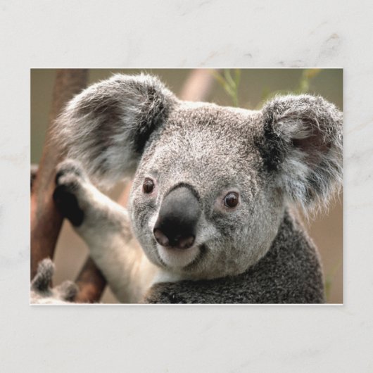 Carte Postale koala un animal unico (Devant)