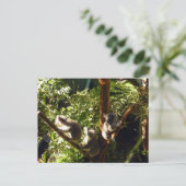 Carte Postale koalas (Debout devant)