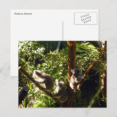 Carte Postale koalas (Devant / Derrière)