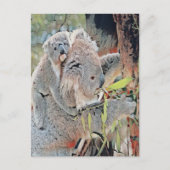 Carte Postale Koalas gris (Devant)