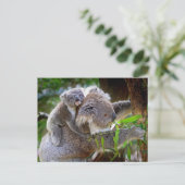 Carte Postale Koalas mignons (Debout devant)